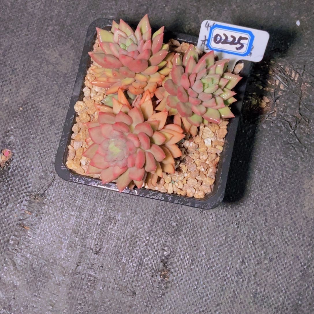 我***要0225三头米其林一颗