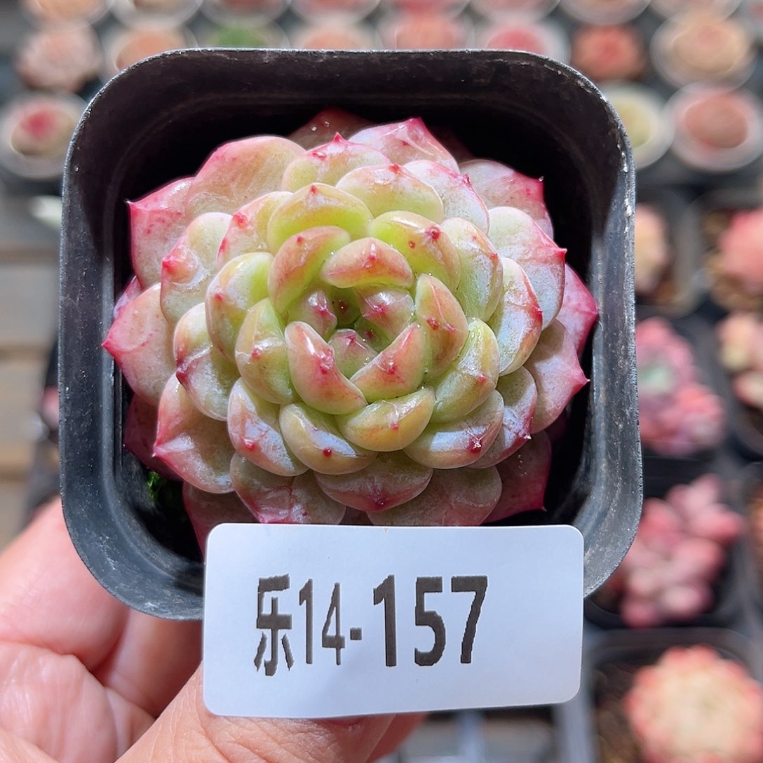 乐14-157 雪颜玉单头