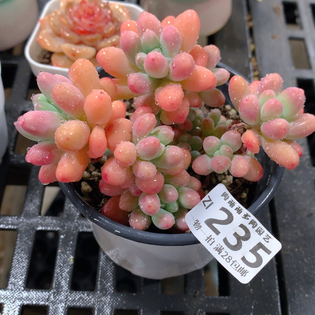 肉萌萌拇指盆精控多肉ZI235