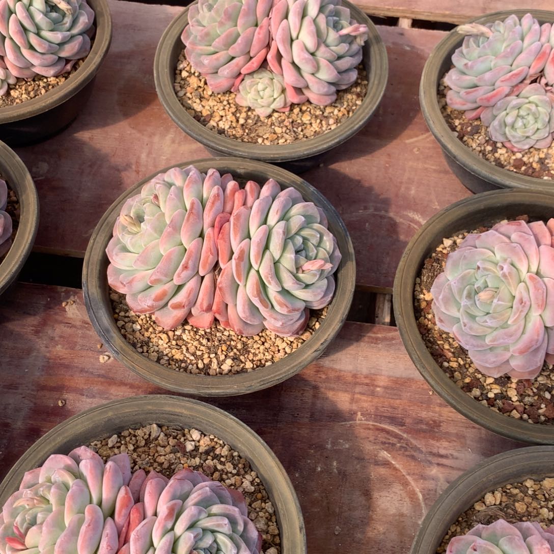 350201冰玉双头3个