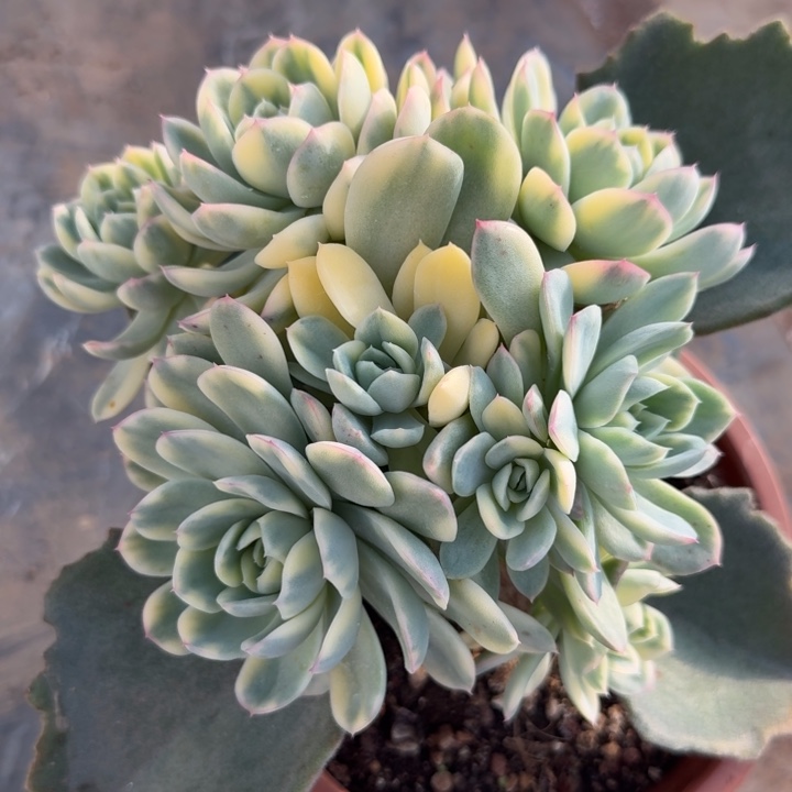 草莓冰锦腹轮锦群生