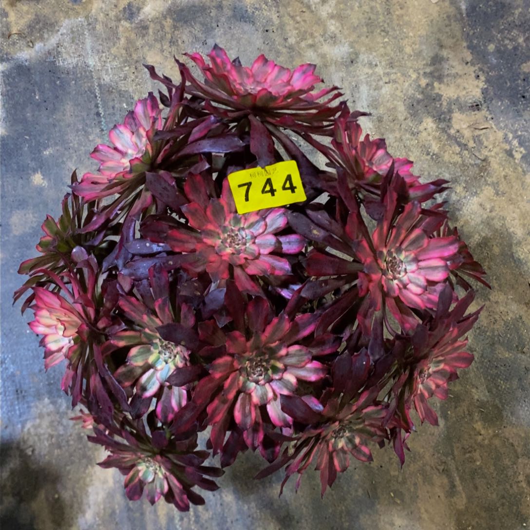 花***贵多肉0000744雪霁