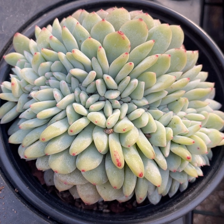 橙子缀化48一盆888888888