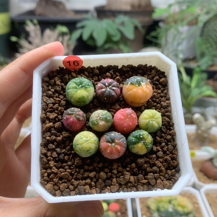 小兜锦实生10颗带盆16号1cm左右