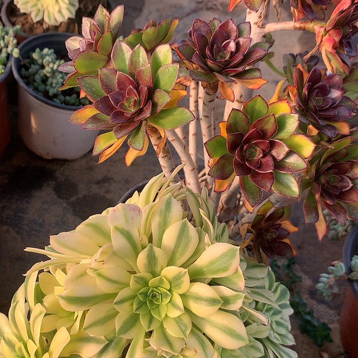 多肉植物红玫瑰有砍头36