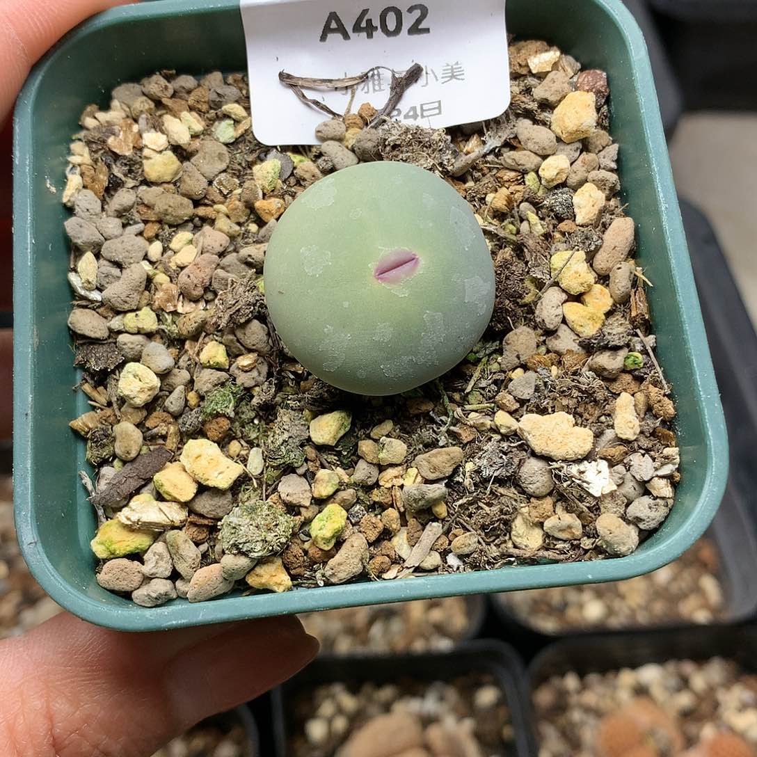 A402多肉植物保护研究所