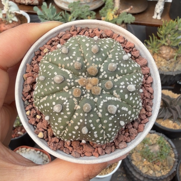 海星兜（满28包邮）