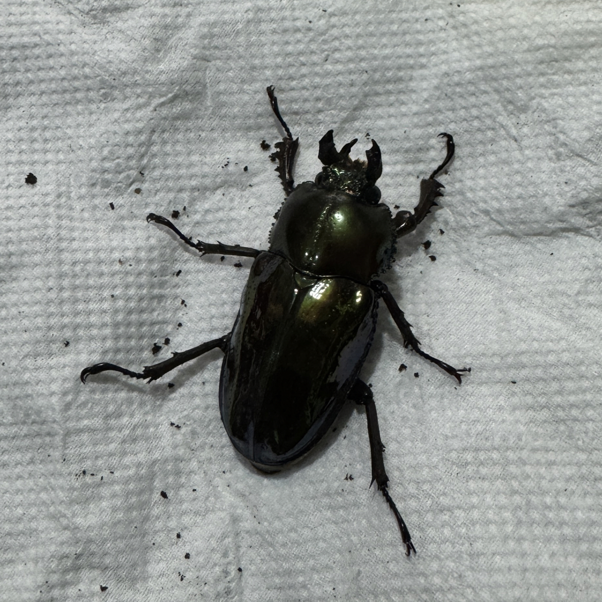 彩虹锹甲 成虫 活体（71号）母38mm