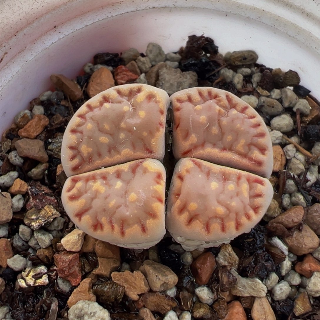 452多肉植物种类和