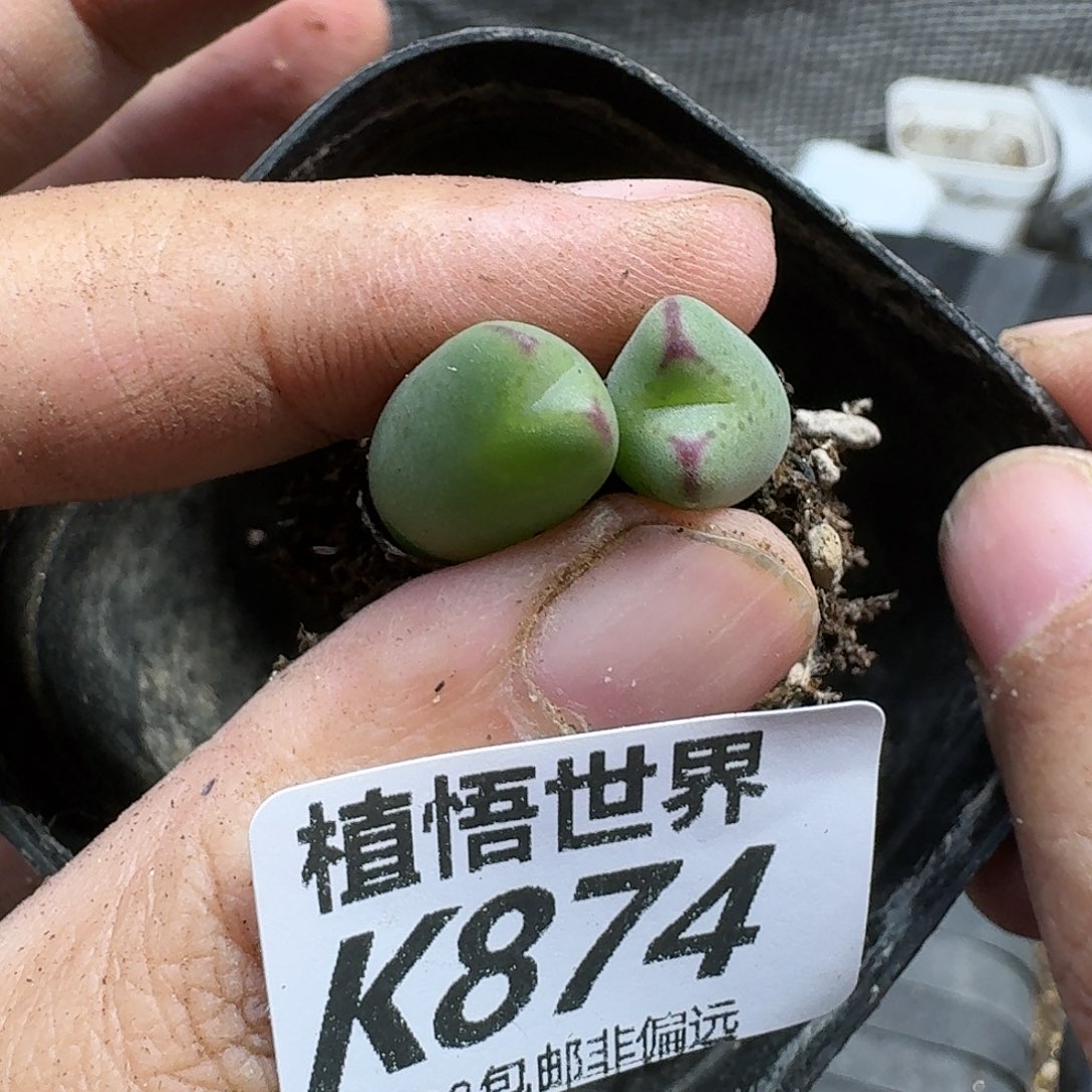 多肉植物的人生fvb