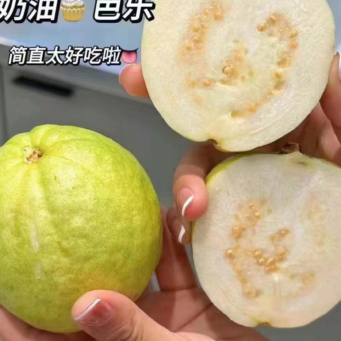 奶油芭乐超好吃新鲜采摘软软糯糯丝滑口感一箱2.5斤福建省