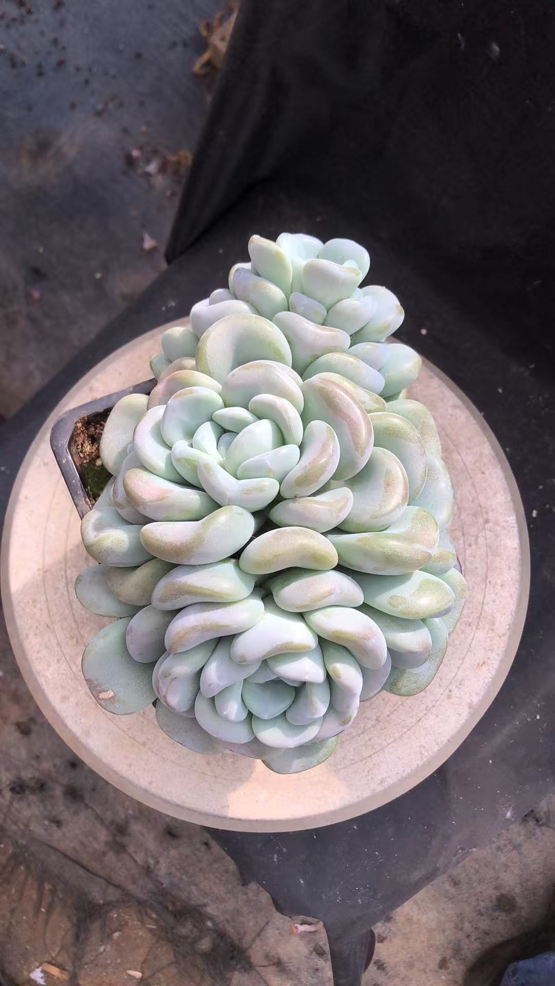 玉麒麟精控大群 胖肥美 多肉