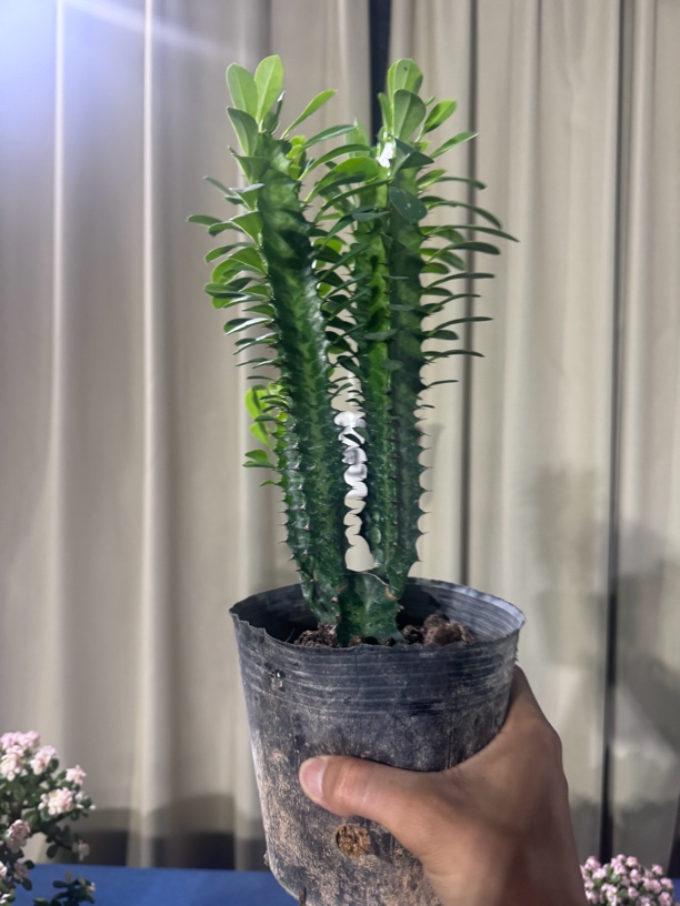 （裸根脱盆！）龙骨柱盆栽室内易养护耐旱多肉植物适合客厅阳台