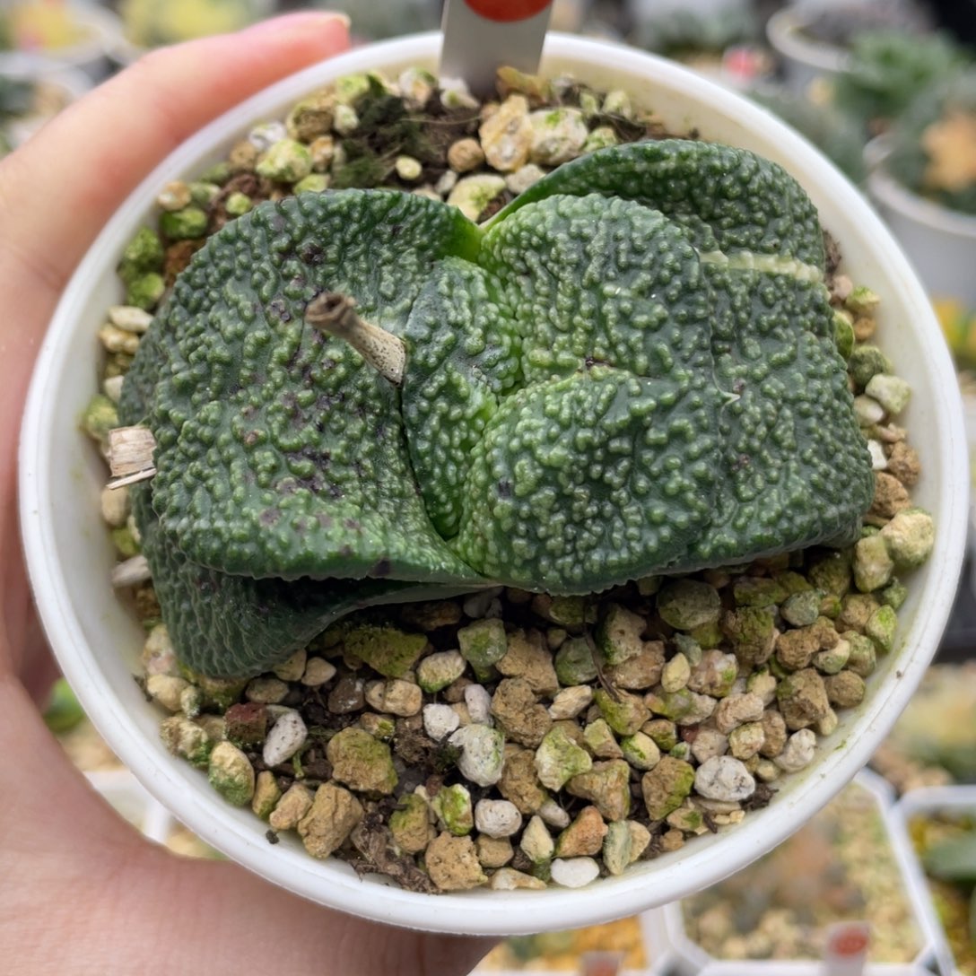 小蔡的菜园 106 折边卧牛锦