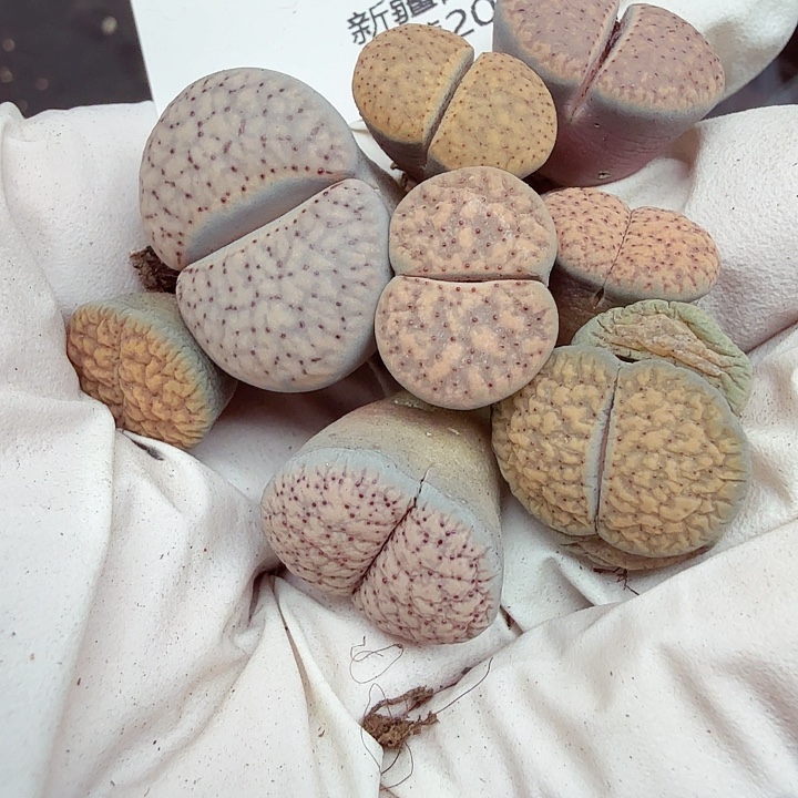 好看我真的不懂怎么174