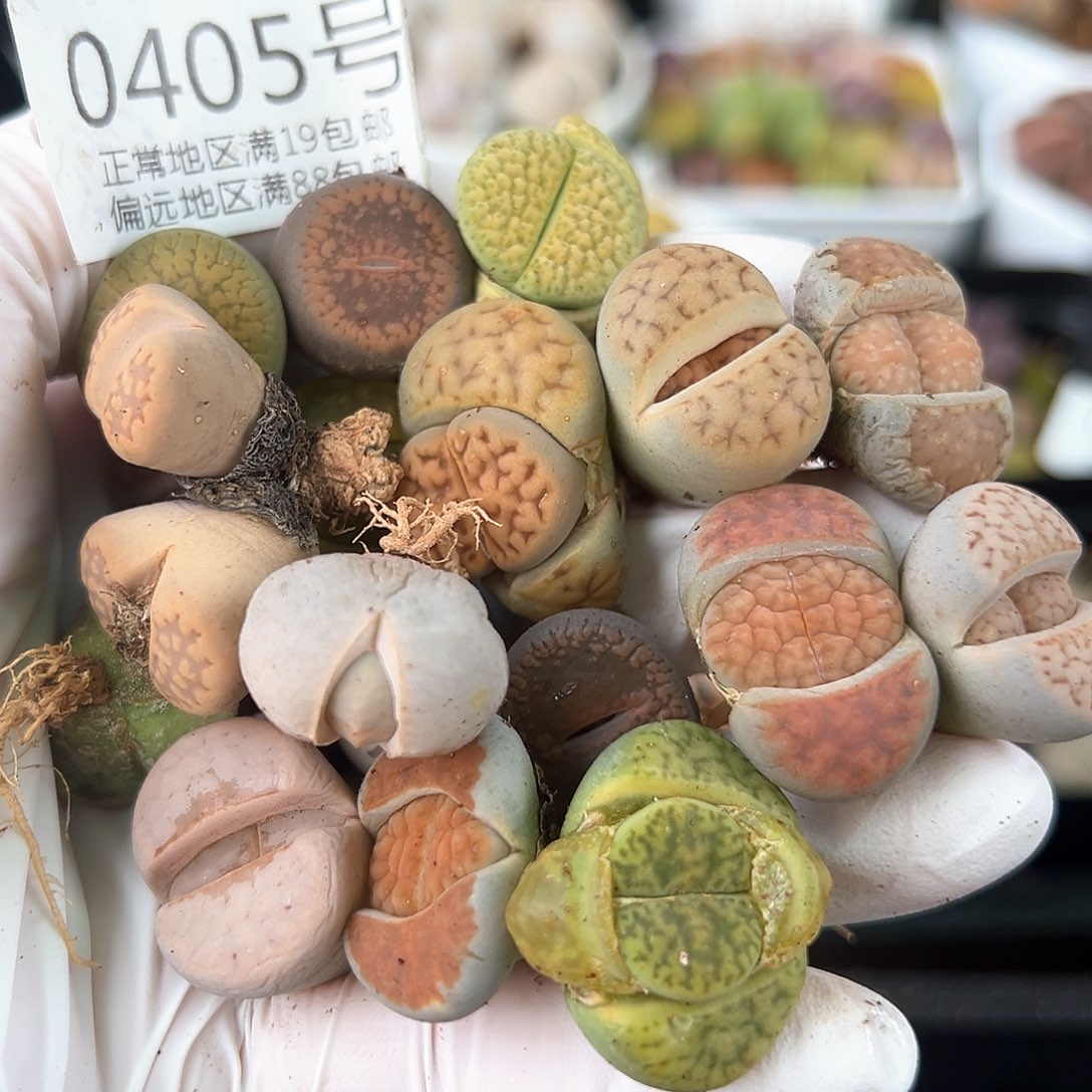 好养易活生石花大母本0405共19颗