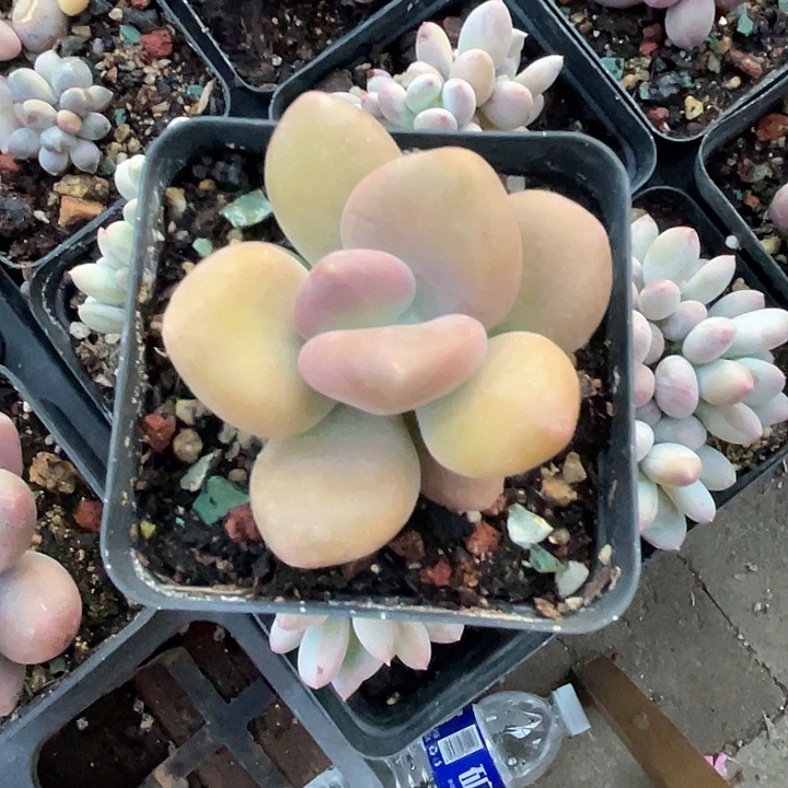 芒果奶 脱土发货 7口盆