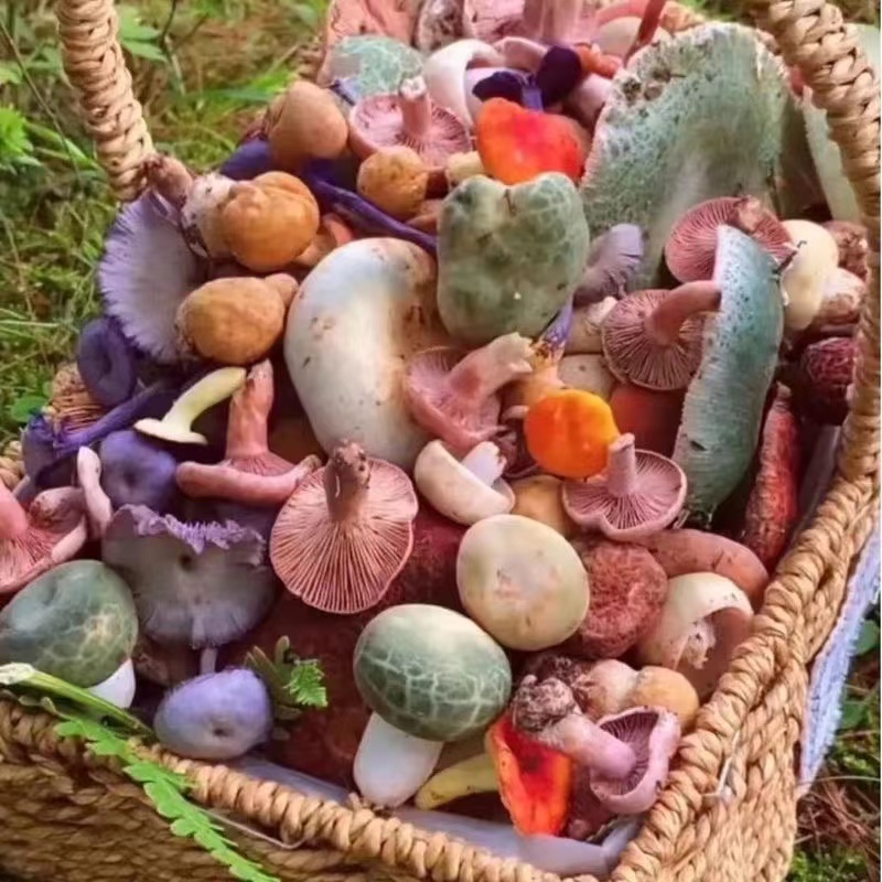 代购 一物一拍 云南新鲜野生菌子 顺丰运费自理 直播专用