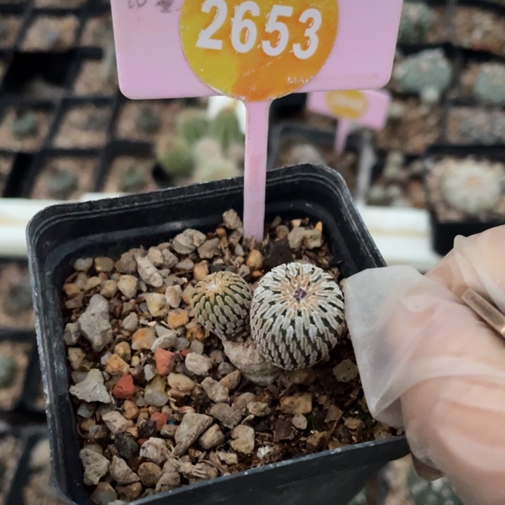 鱼***鱼实生精巧殿265300000000