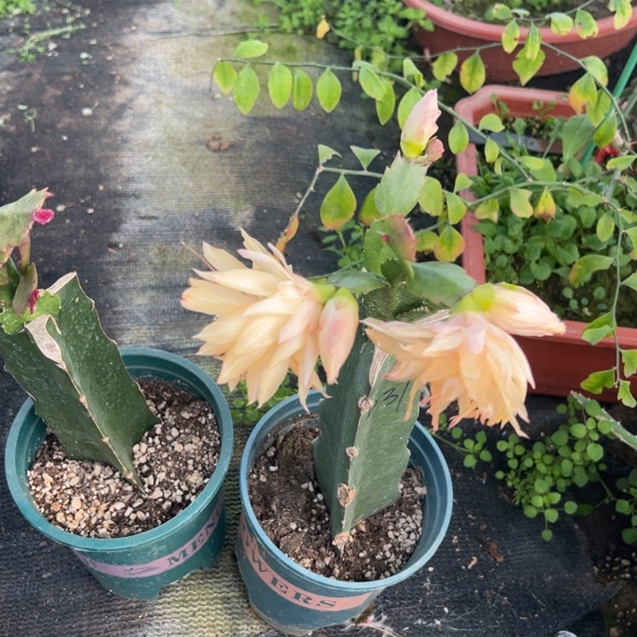 爱***活83号037➕031两颗重瓣