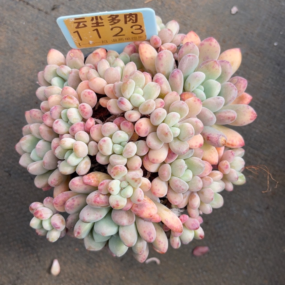 云尘多肉一物一拍带盆带土不包整1123