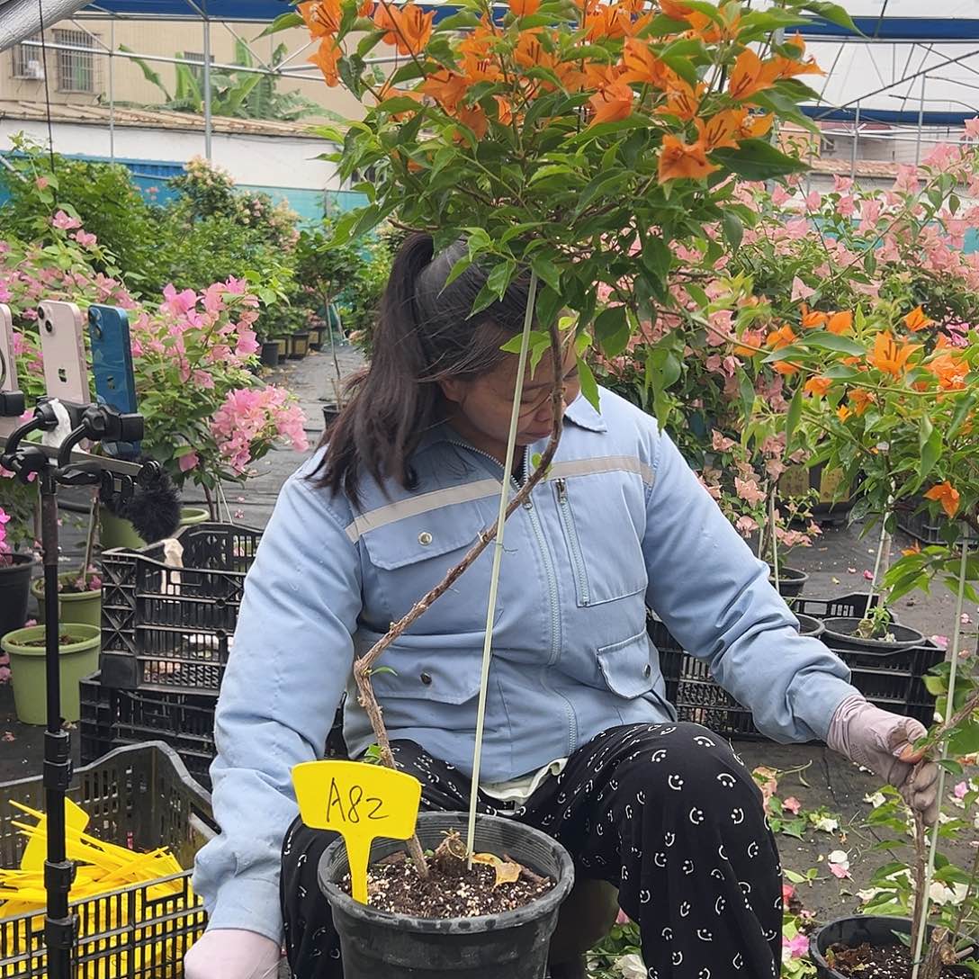 雁***飞大部分开放少量花苞A82橙桑巴