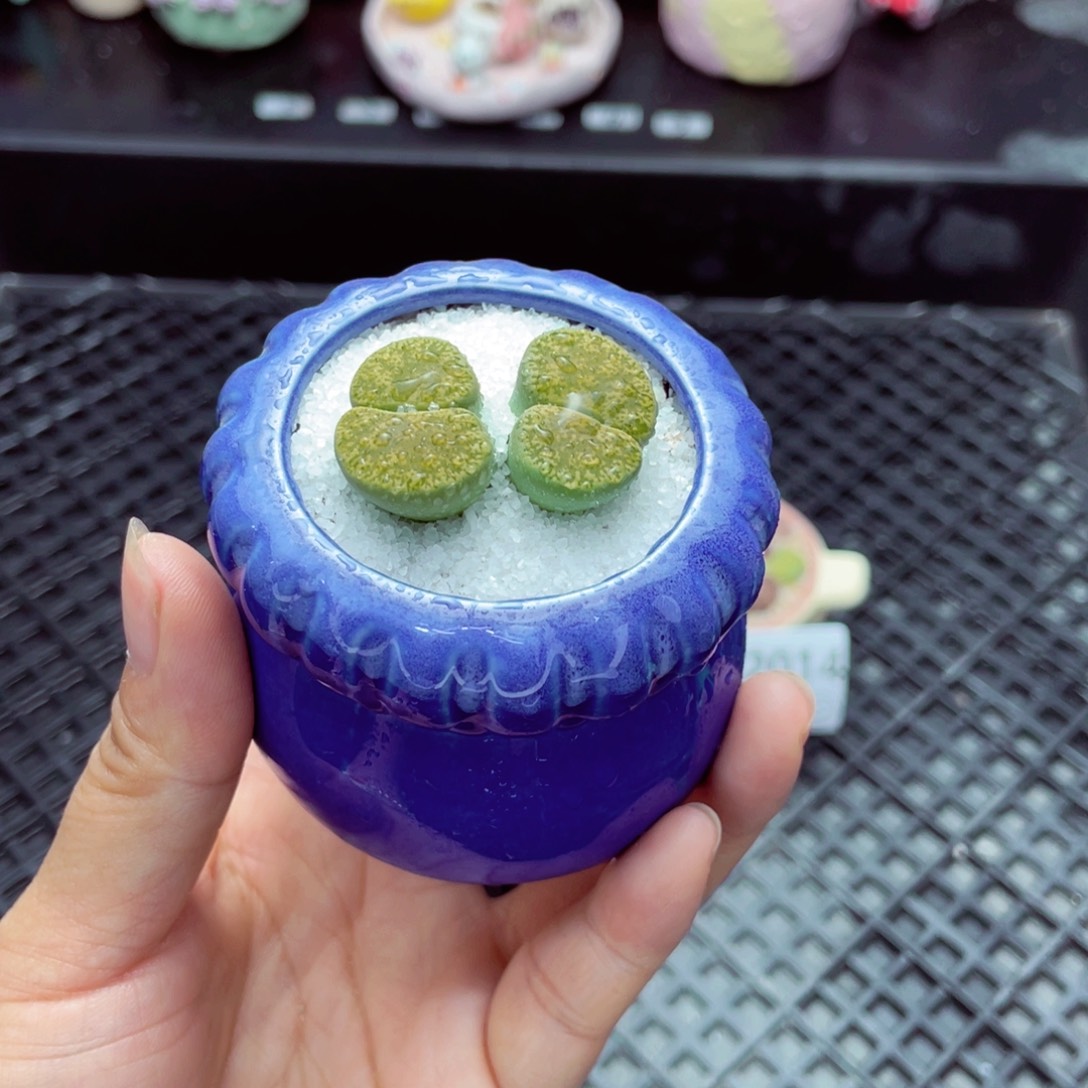 w2015 带盆土发货一物一拍