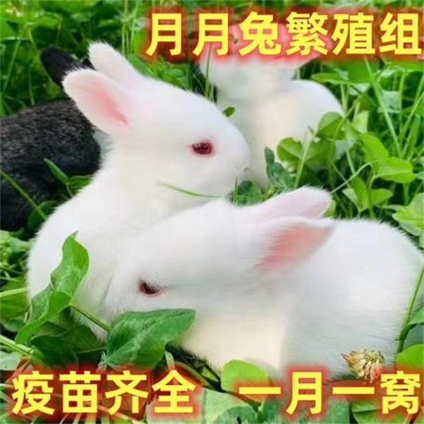 兔子活物宠物活体家养大型肉兔苗新西兰白兔比利时肉兔可长10多斤