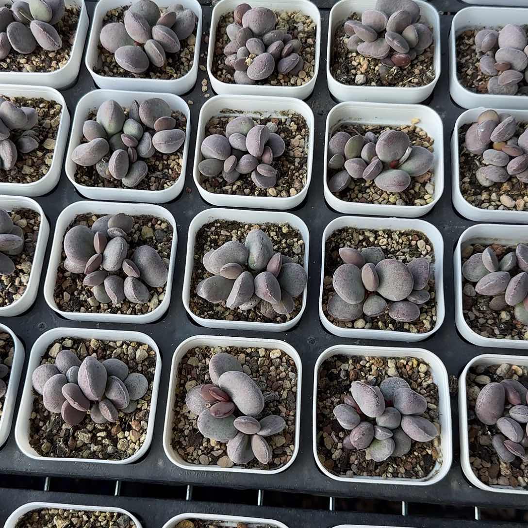 球球紫蛋量拍多肉