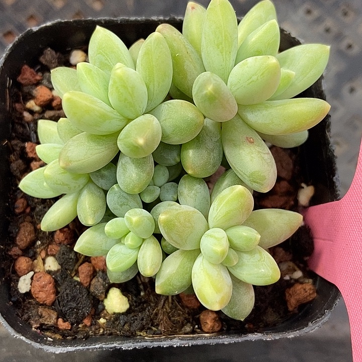多肉植物阿蒂斯托群323多肉