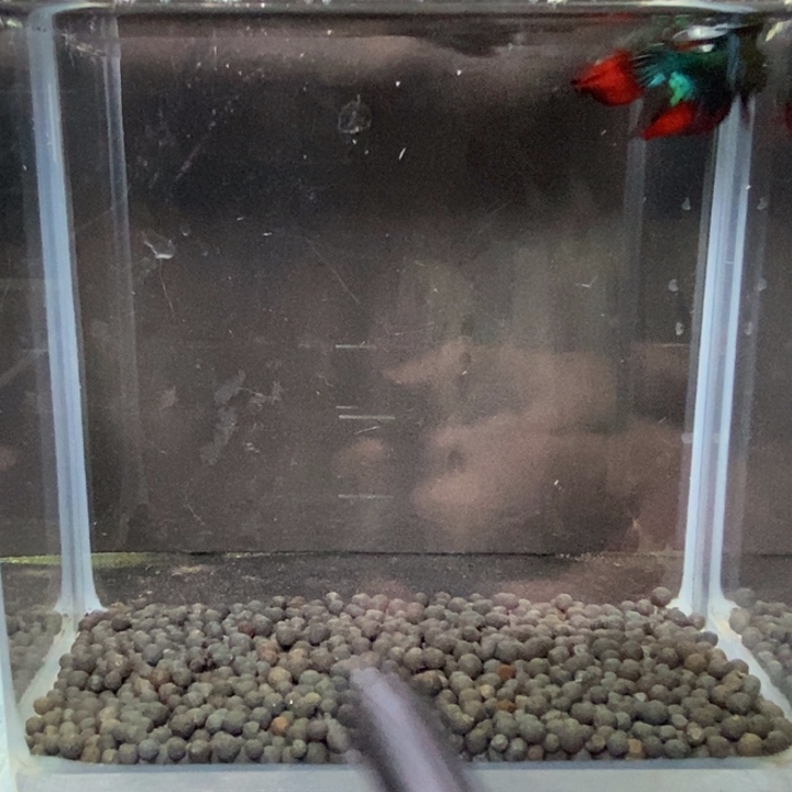 斗鱼泰国斗鱼353号