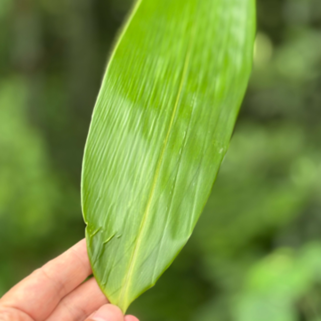 新鲜粽叶端午节包粽子专用自然生长