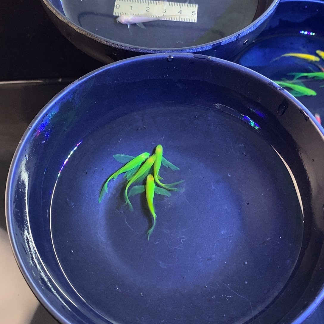 斑马鱼蝶翼斑马4色混搭共10个