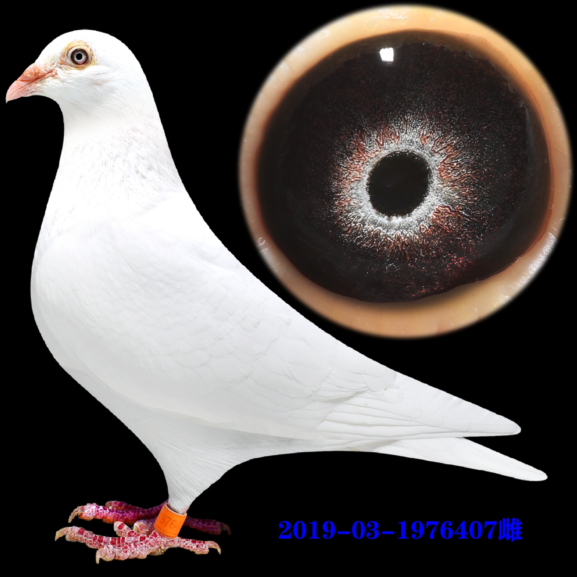 2号！多种优质赛鸽品种可选纯白色信鸽种鸽幼鸽可家养