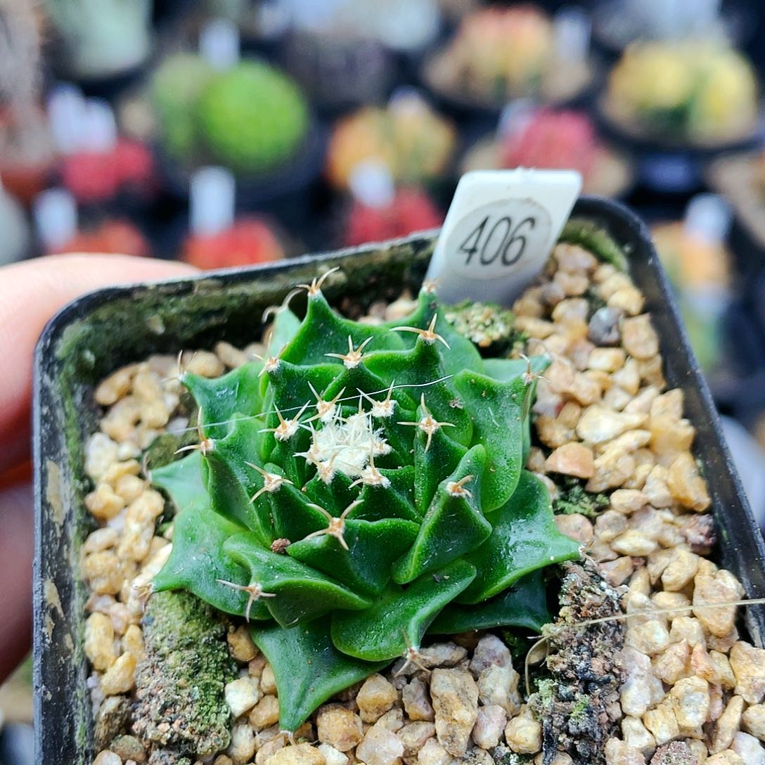 丸叶帝冠非偏远地区满25包邮发货仙人球