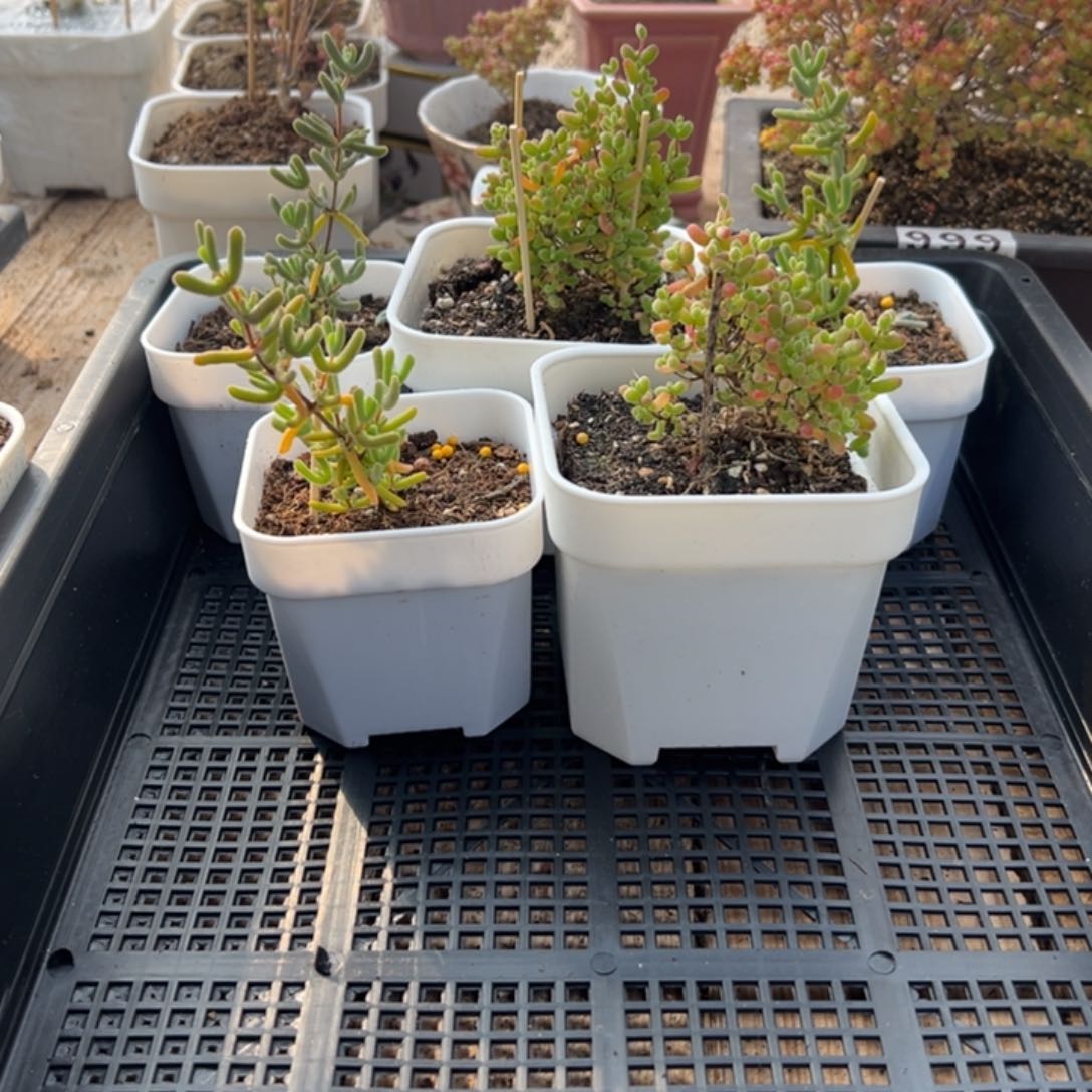 枝干番杏多肉植物967