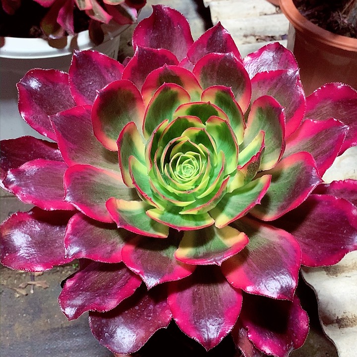 魅影老桩，多肉植物