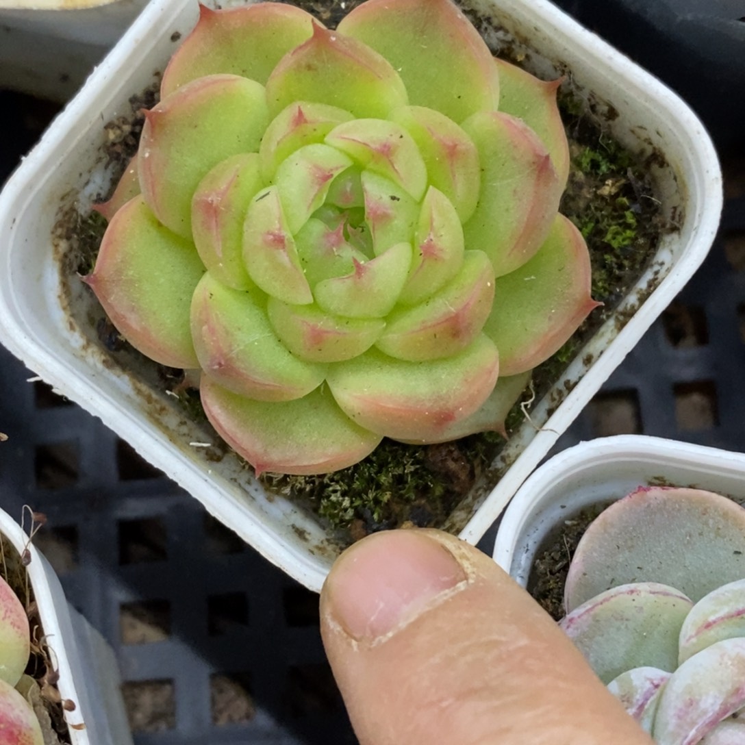 精品多肉一物一拍不包整87