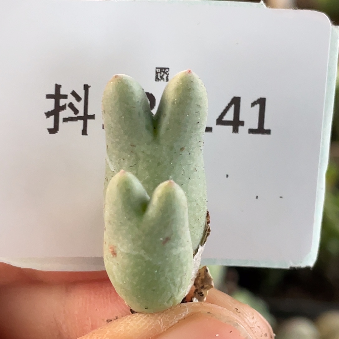 13-141猪蹄多肉植物