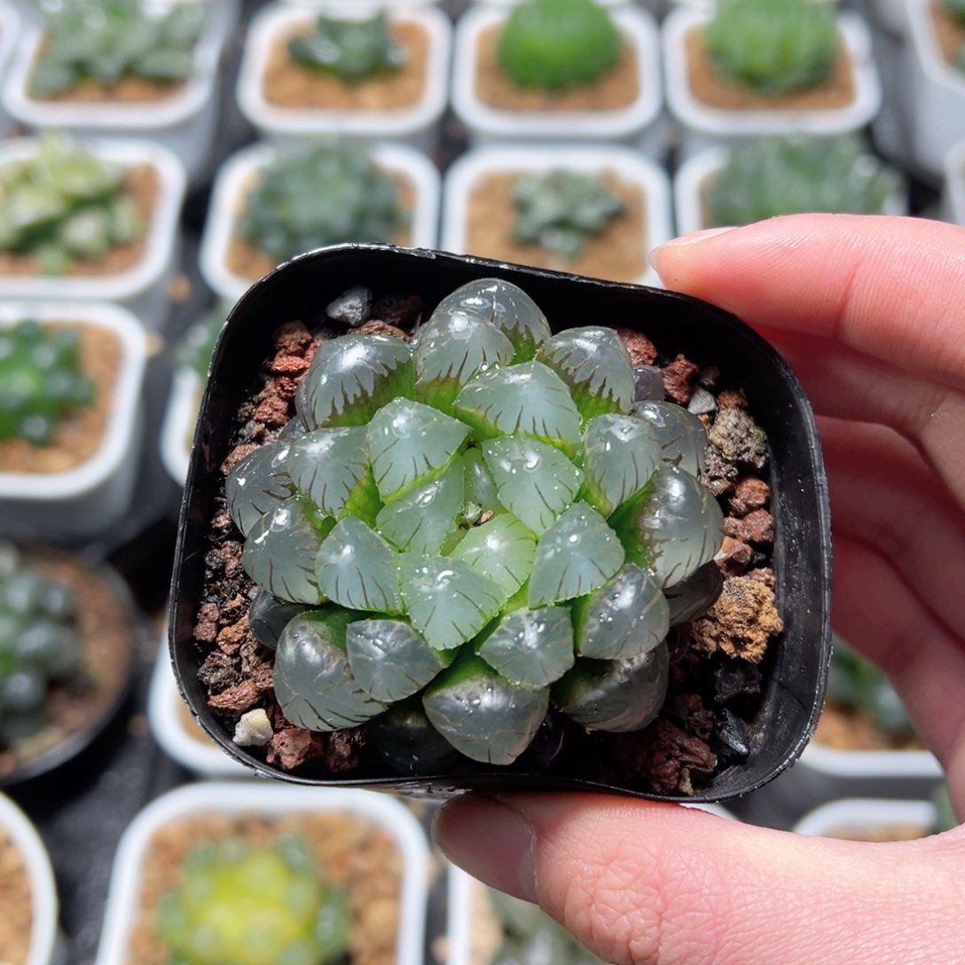 冰灯玉露多肉植物