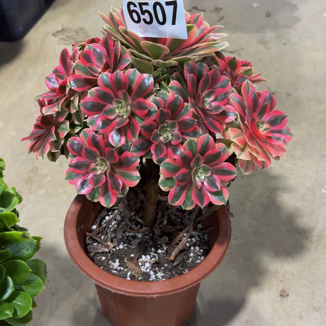 无花朵6507女妖1111111