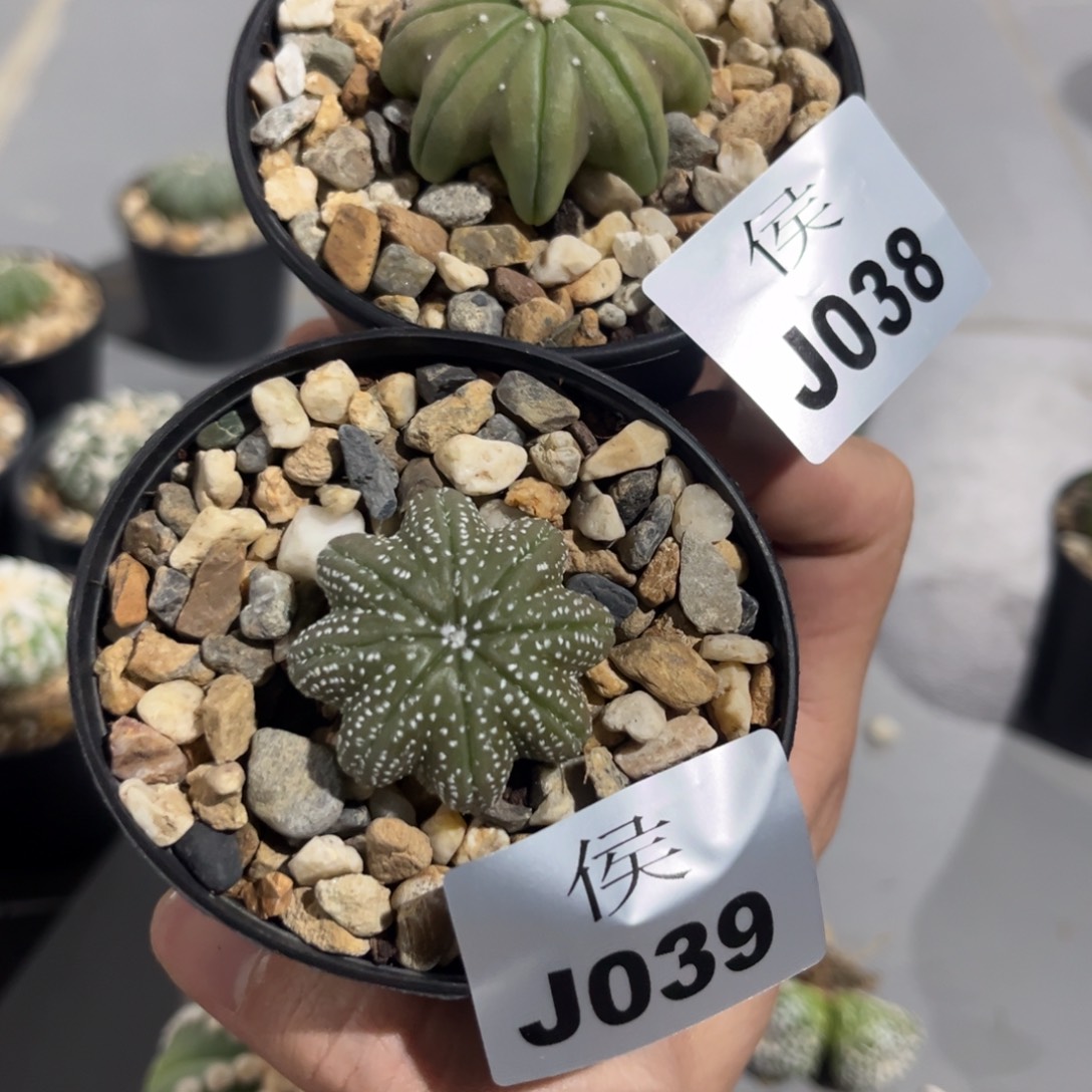 阿****38号39号泰系实生兜多肉