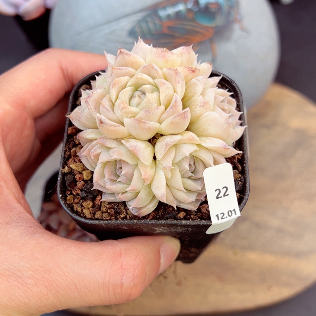 米***小好好看22、哈哈哈哈哈