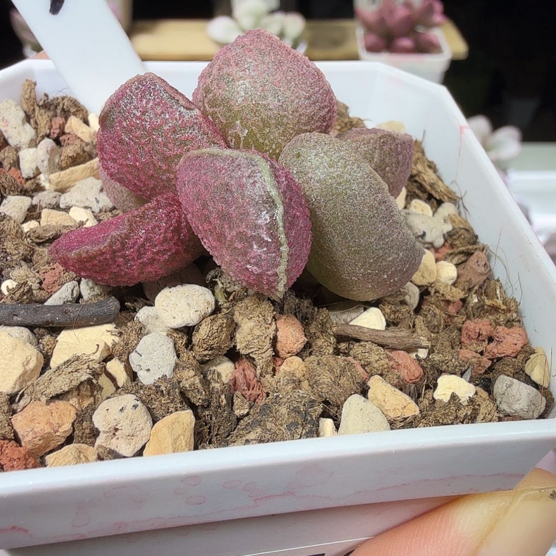 实生新品水泡多肉植物