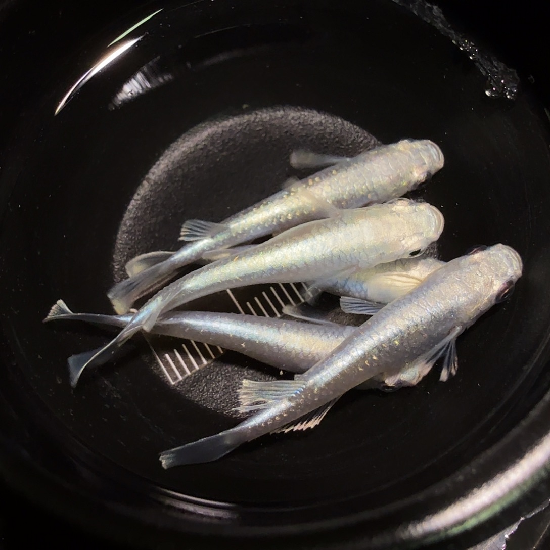 青鳉鱼一物一拍338