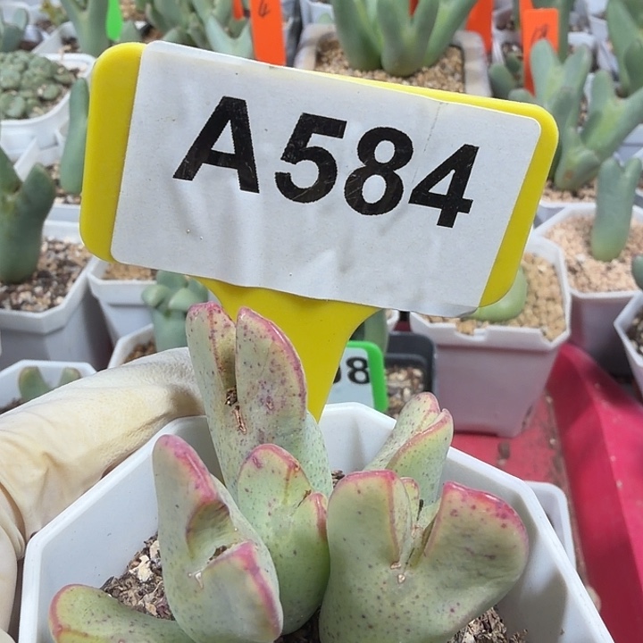 584mnnnnnnnnnnnnnnnnn