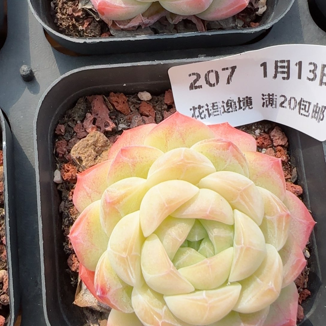 花语逸镜0113-207