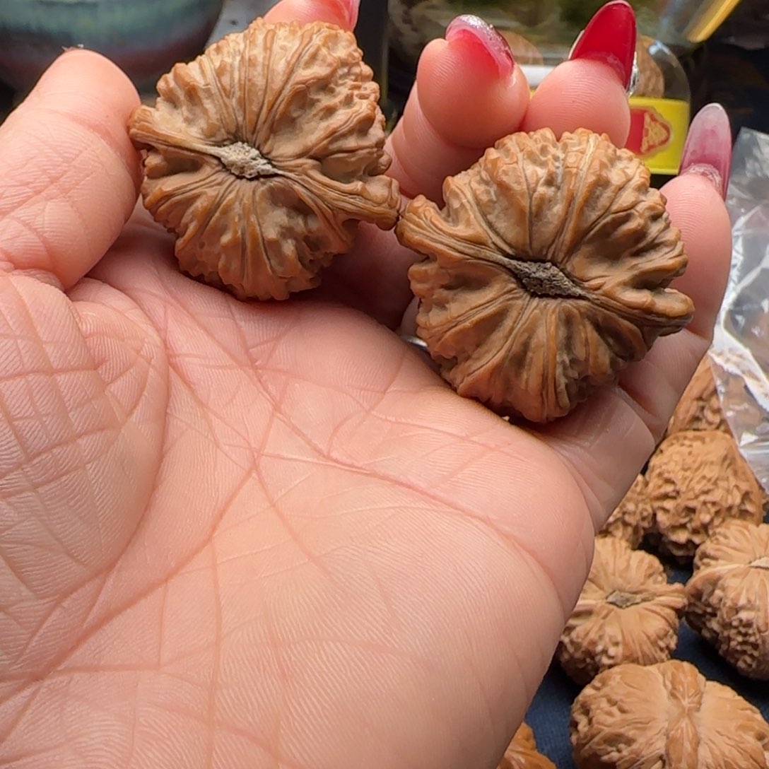核桃卡姿兰闷白狮子