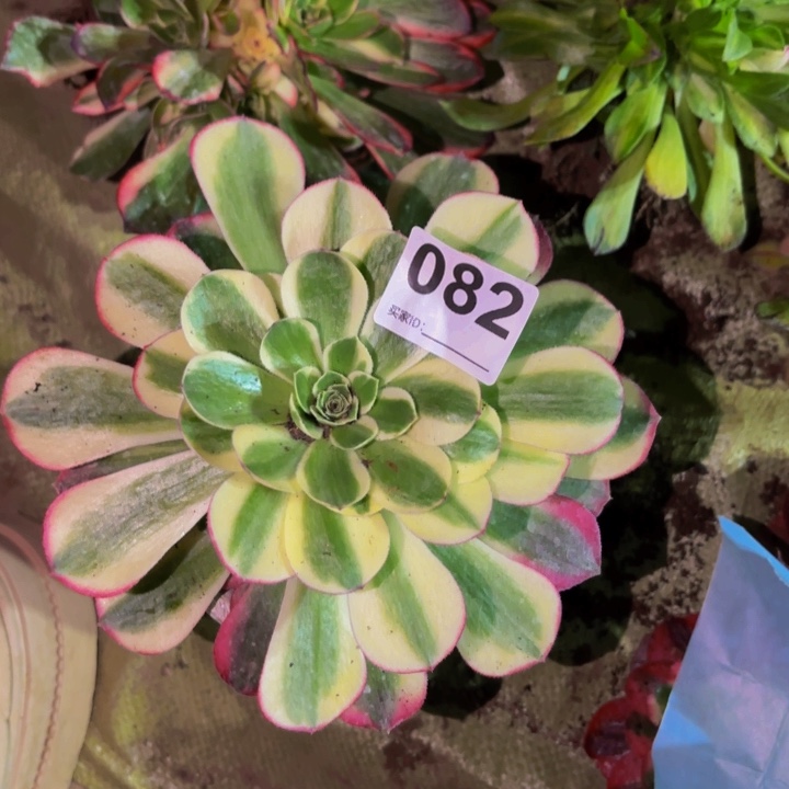 082镜花水月量拍捧花15-20公分