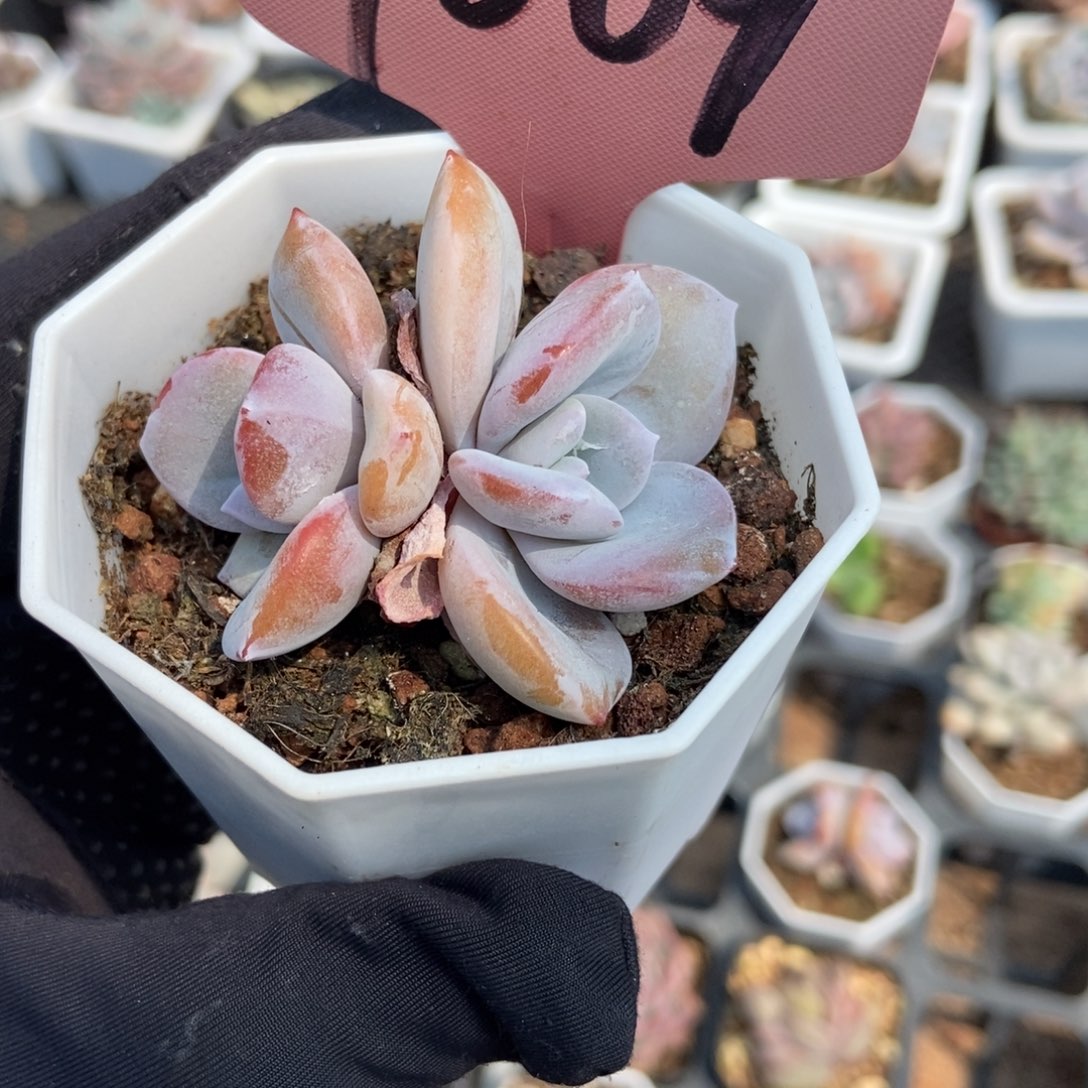 7009奶茶多肉植物保护